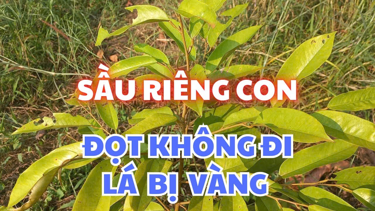 Chăm sóc sầu riêng tơ bị vàng lá | CÂY TRỒNG VÀ CUỘC SỐNG