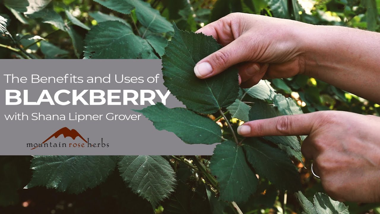 The Benefits and Uses of Blackberry | Featuring Shana Lipner Grover