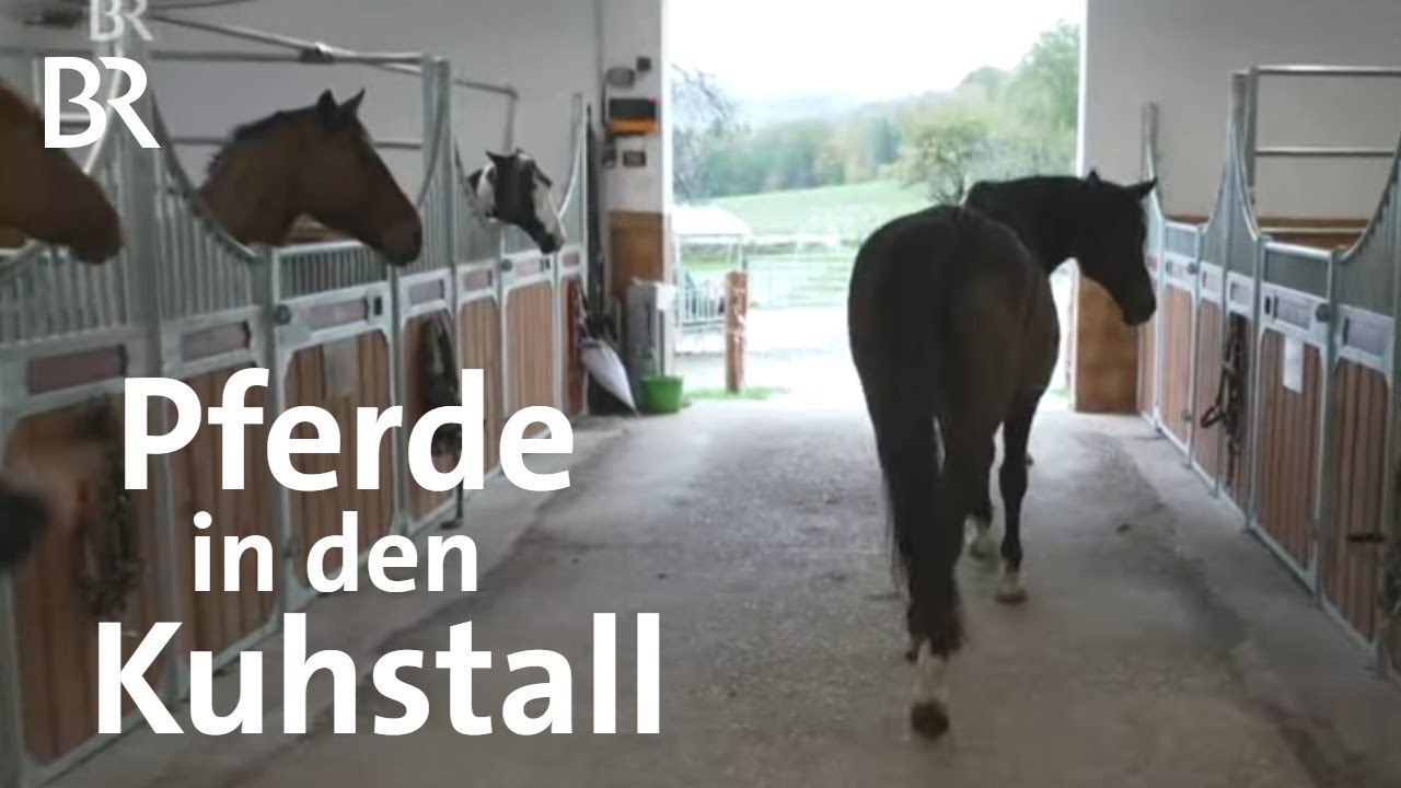 Pferde statt Kühe: Bayerische Höfe stellen um auf Pferdepension | Schwaben + Altbayern | BR