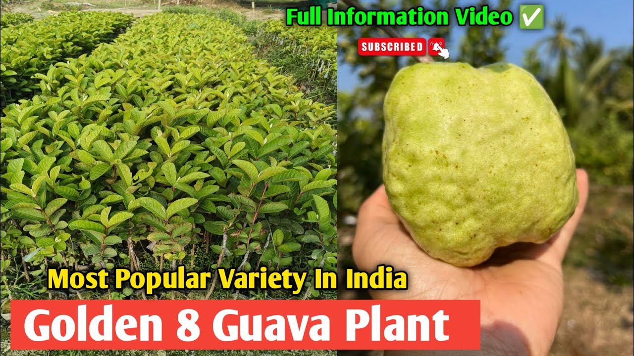 Golden 8 Guava Plant Orginal Grafted Plant Amrud ki kheti kaise karen Guava Farming in India