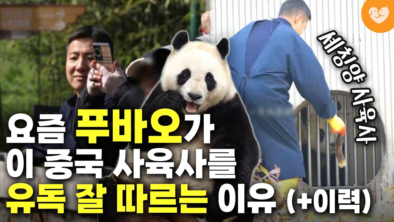 요즘 푸바오가 유독 잘 따른다는 중국 셰칭양 사육사의 행동 + 이력