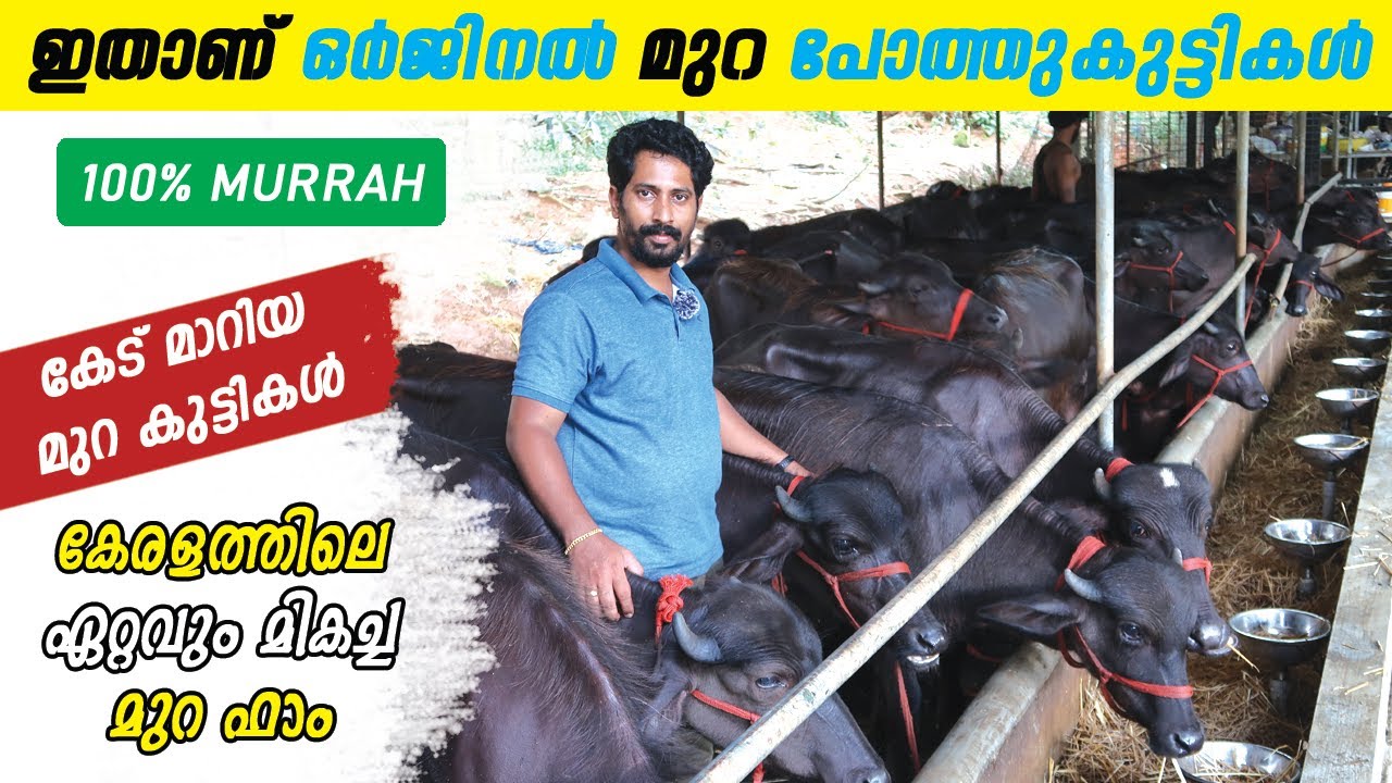കേട് മാറിയ ഒർജിനൽ മുറകുട്ടികൾ | murrah poth sale | maiden Murrah farm | poth sale 📲 +91 94468 95238