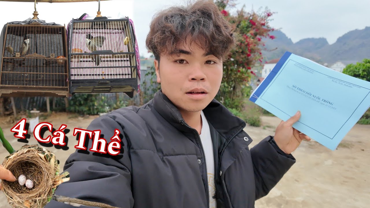 Đã Có Giấy Phép Nuôi 2 Cặp Chào Mào Sinh Sản | Dân Tộc Tây Bắc Tv