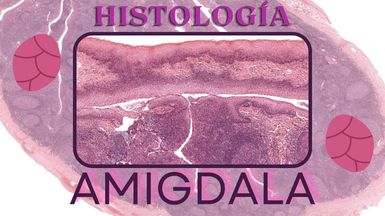 Histología de Amígdala