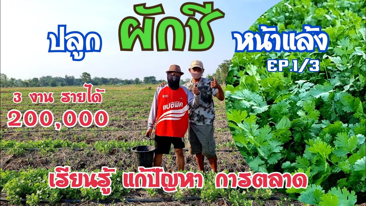 ปลูกผักชีหน้าแล้ง จับมือทำ 3 งาน 200,000 ปัญหามือใหม่ต้องเจอ ตอน 1/3 : เกษตรผสมผสาน EP.175