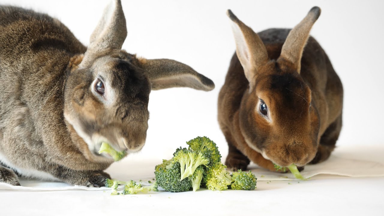 Rex Rabbits Eat Broccoli [Rabbit ASMR 🐇15]