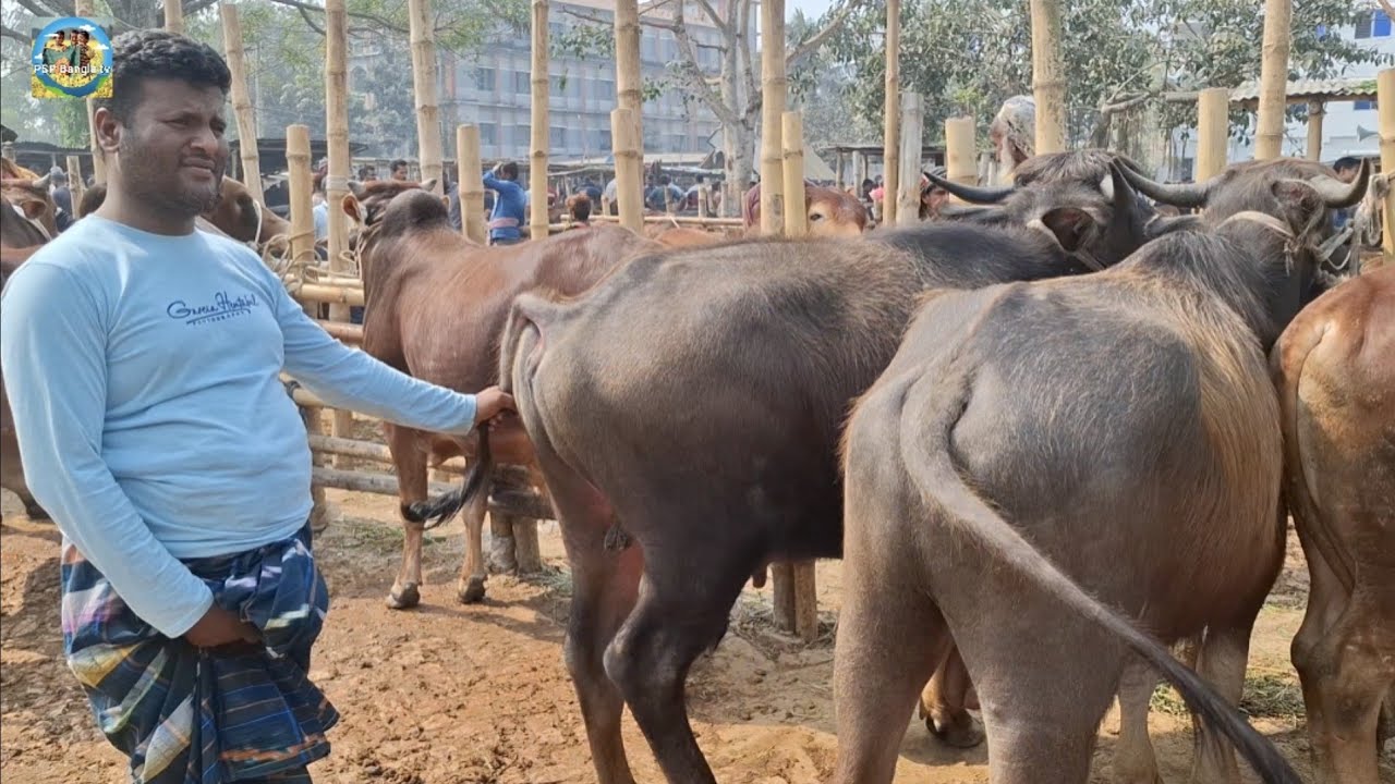 @ 16/2/2026|| চট্টগ্রামের ব্যবসায়ী কত টাকা মন দরে মাংসের মহিষ ও ষাঁড় গরু কিনলেন আমবাড়ী হাটে??