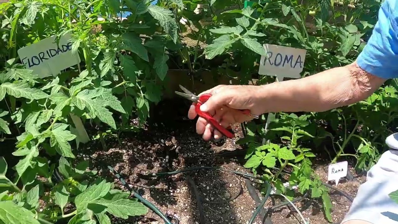 Continuous Pruning and Trellising for Healthier, Bigger Tomato Plants