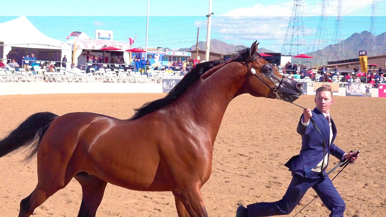 4-6 Year Old Arabian Horse Stallion Halter - Scottsdale Show!