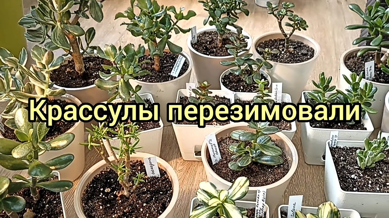 Крассулы перезимовали! Ожили и пошли в рост!