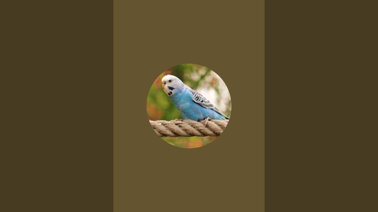 Budgerigar EGG Hatching Live. বাজরিগার পাখির ডিম ফুটে বাচ্চা বের হওয়ার লাইভ দেখুন, Feeding