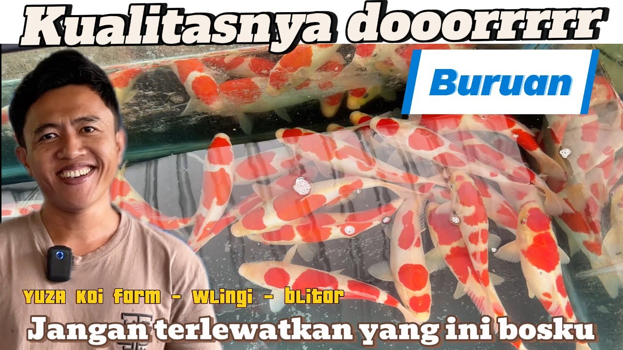 Kualitas dooor yang ini‼️buruan‼️Review harga koi di YUZA koi farm - wlingi  - blitar