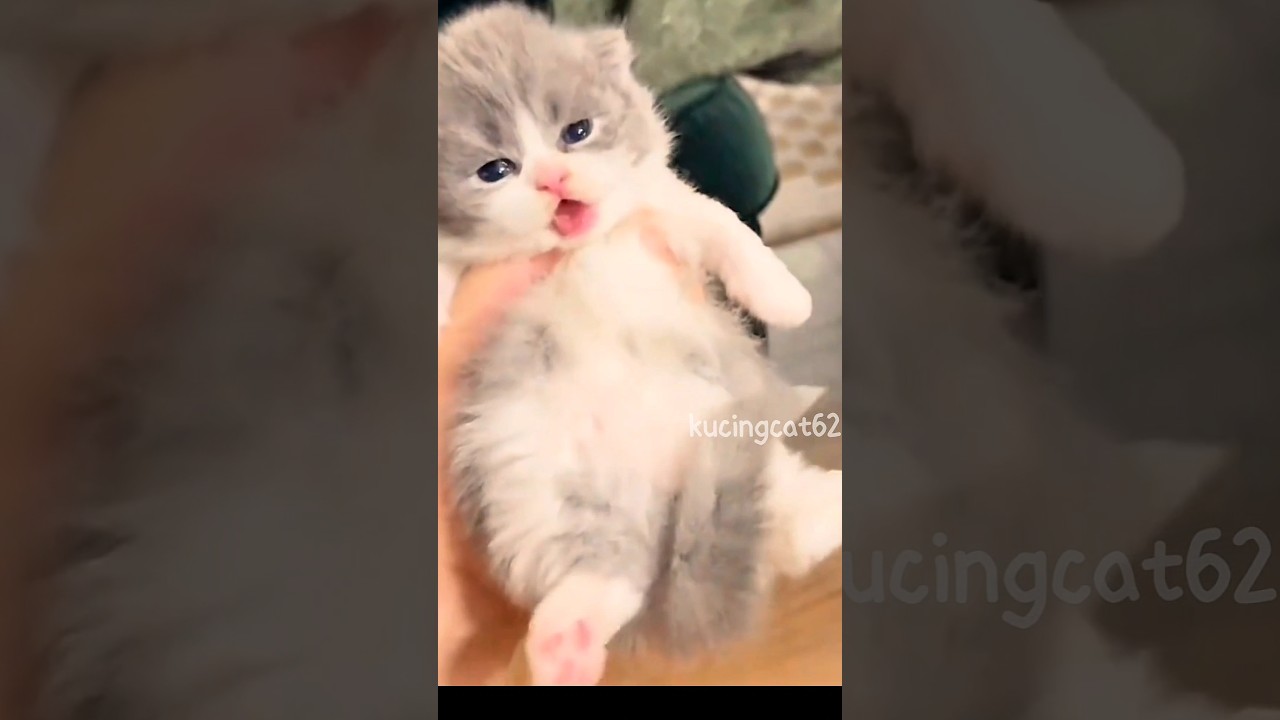 💖Epic Cat Moves🥰#Kitten#CuteCat#Meow#FunnyCat#CatLover#ViralCat #PetShorts