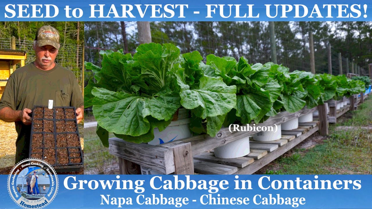 How to Grow Cabbage in CONTAINERS (SEED to HARVEST) Napa Cabbage/Chinese Cabbage