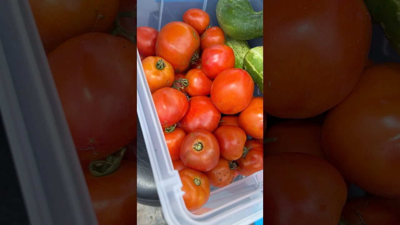 Emergency harvest of tomatoes before it rains.  #vegetables #organicfarming