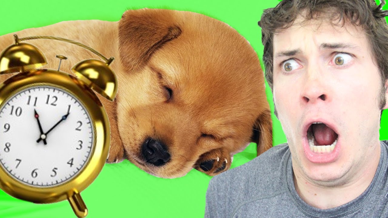 PUPPY ALARM CLOCK