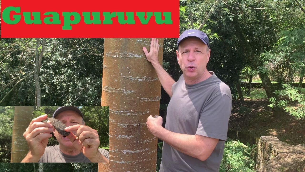 Guapuruvu - Árvore da Mata Atlântica, utilizada para fazer canoa.