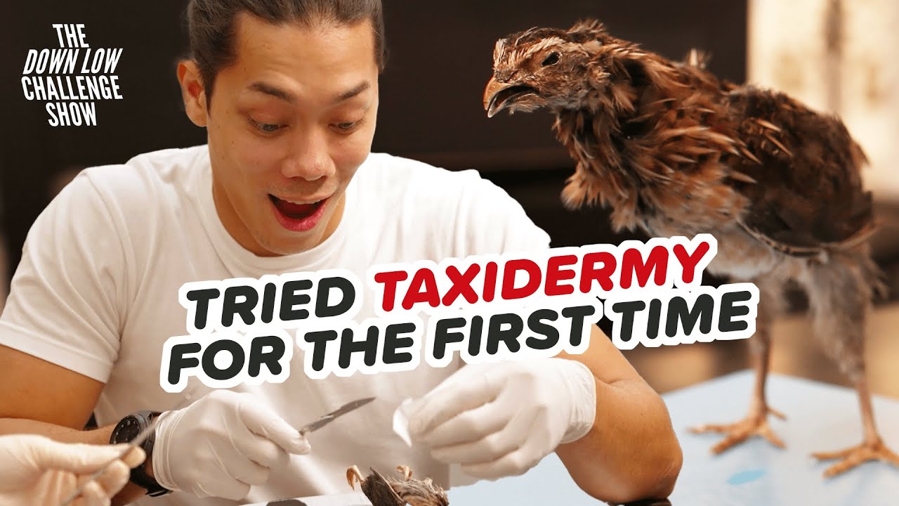 I tried quail taxidermy and it was really hard. | The Down Low Challenge Show EP5