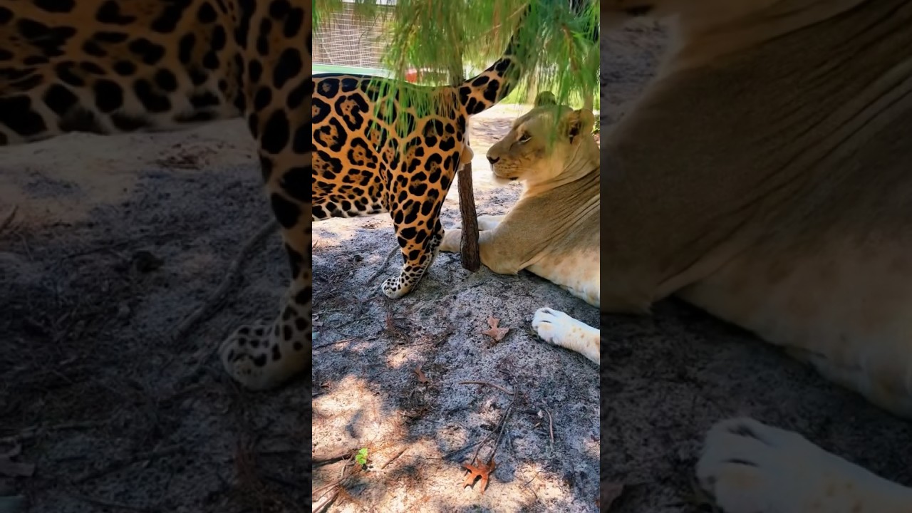 Jaguar BLASTS Lion!