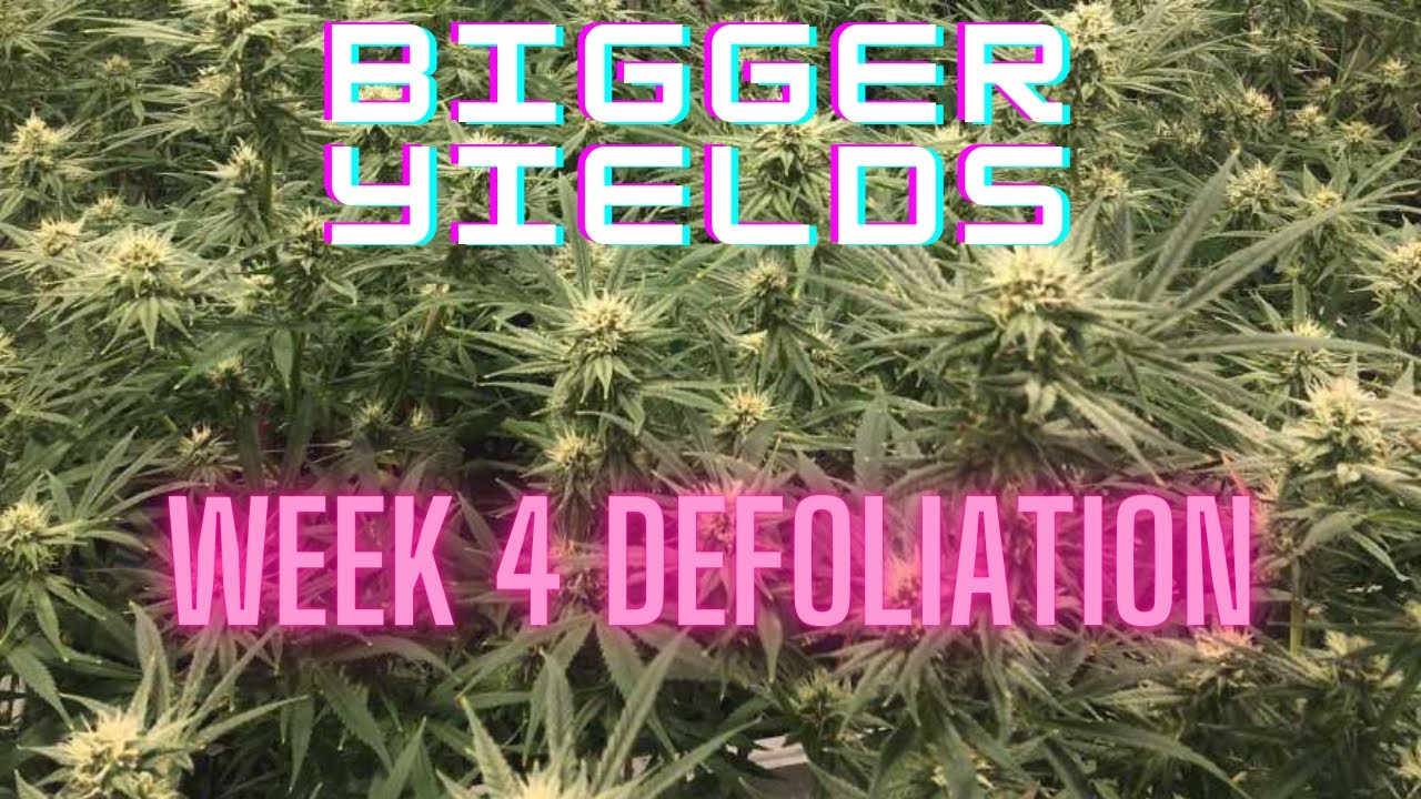 HOW AND WHY I DEFOLIATE AND TRIM LOWER BRANCHES WEEK 4