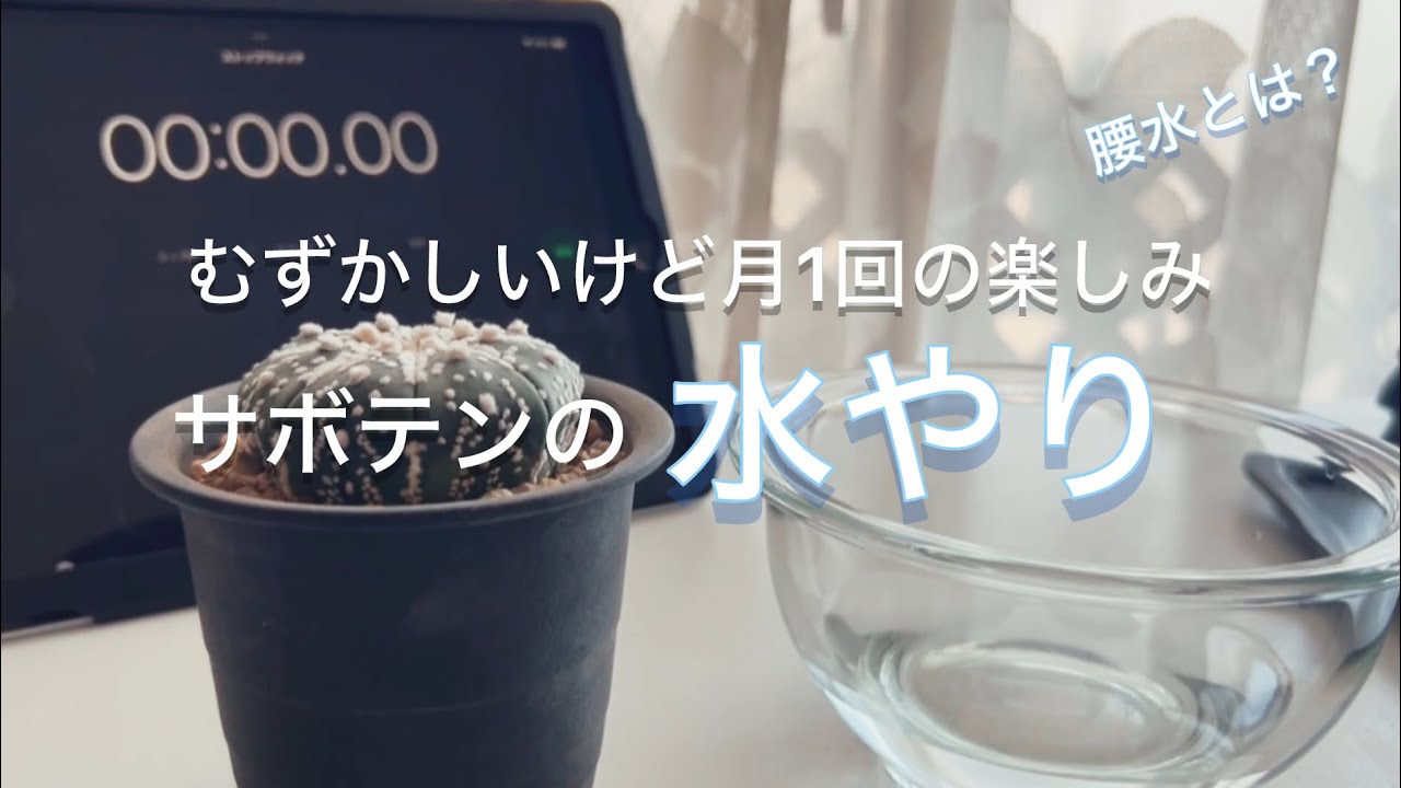 冬　サボテンの兜を腰水動画151