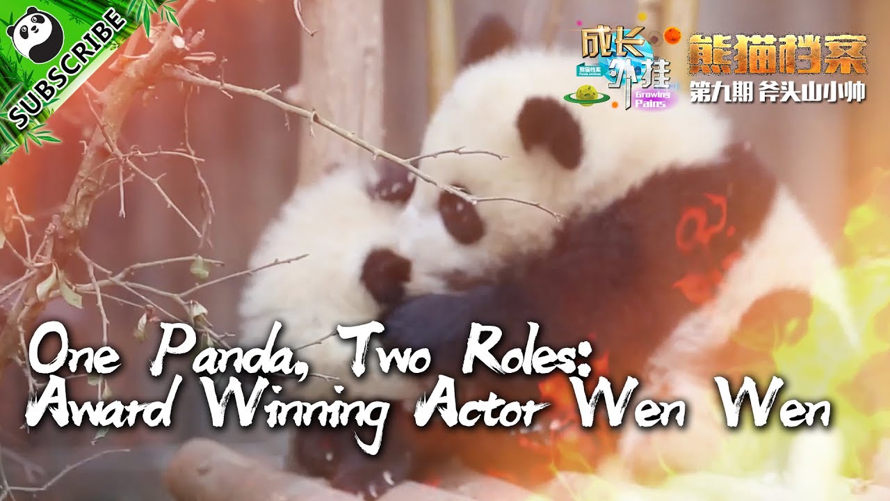 【Panda Scanning】Ep5 One panda, two roles: Award Winning Actor Wen Wen 20170719 | CCTV