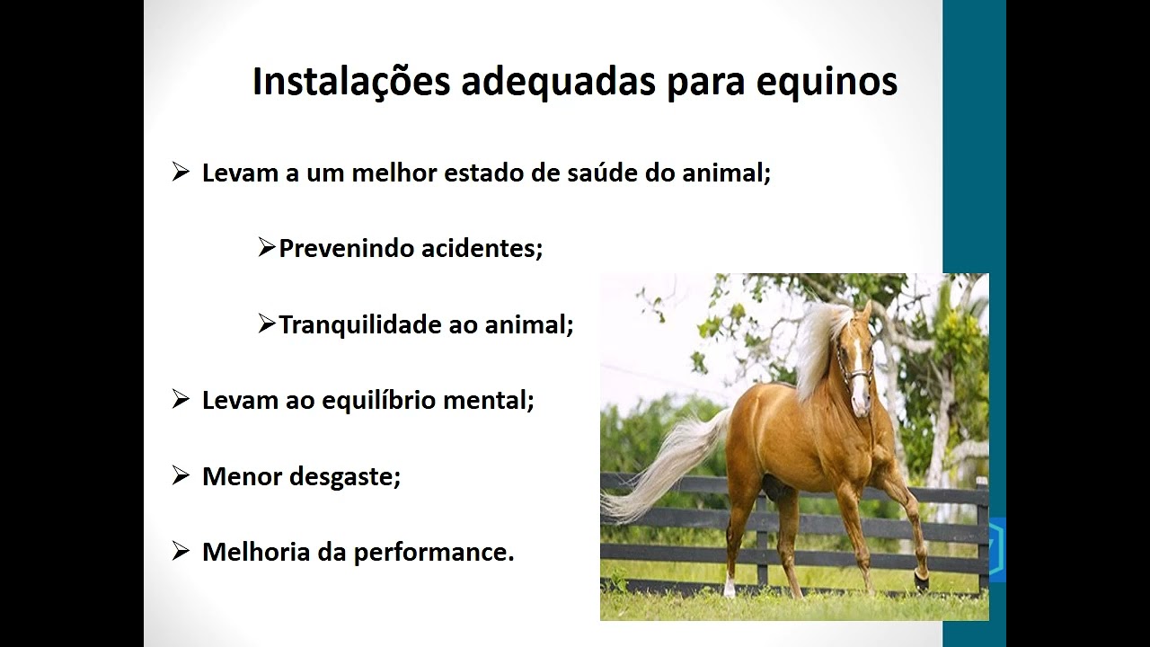 Equideocultura | Cria&ccedil;&atilde;o De Cavalos, P&ocirc;neis, Jumentos, Jegues, Burros, Mulas E Bardotos