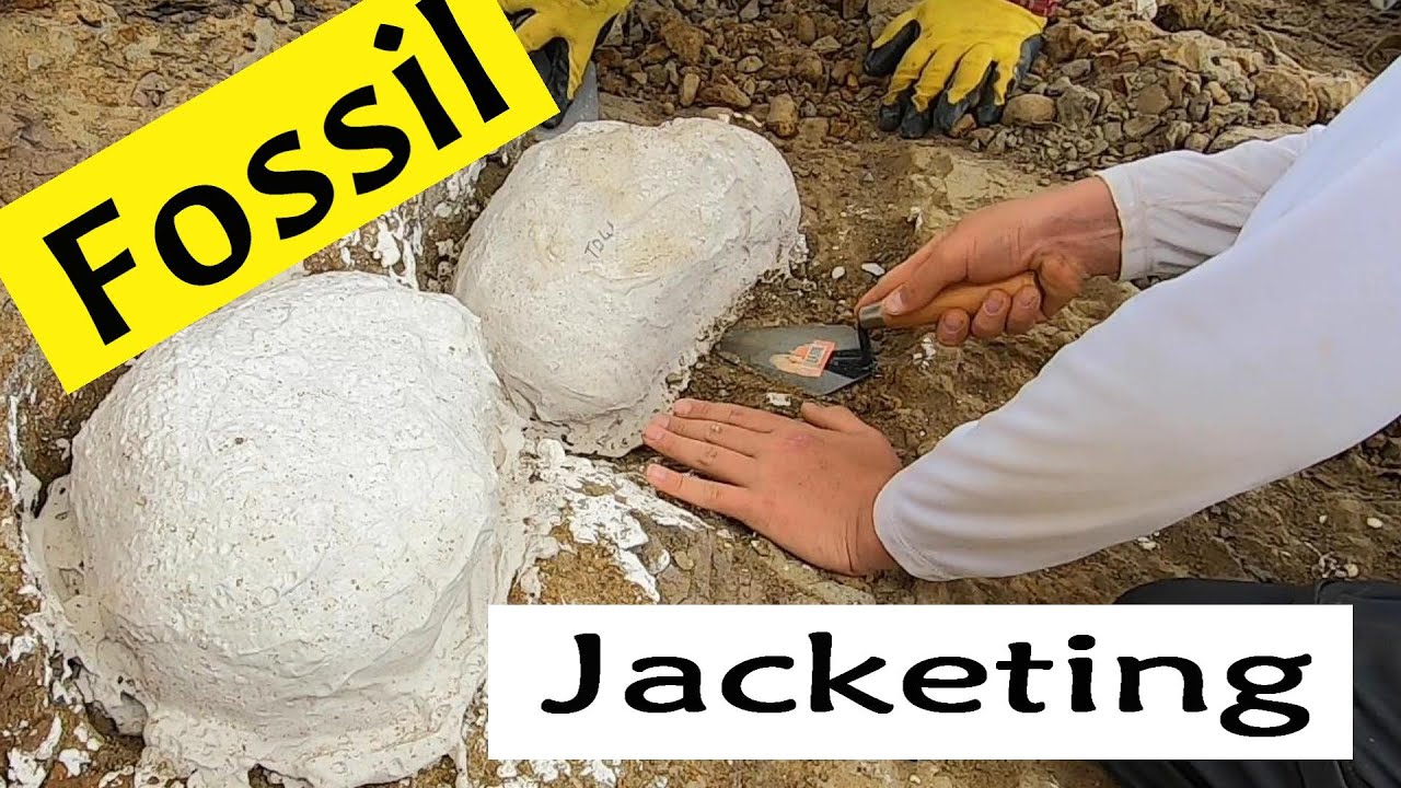 Переворачивание и покрытие окаменелостей останками – раскопки PaleoAdventures 2022