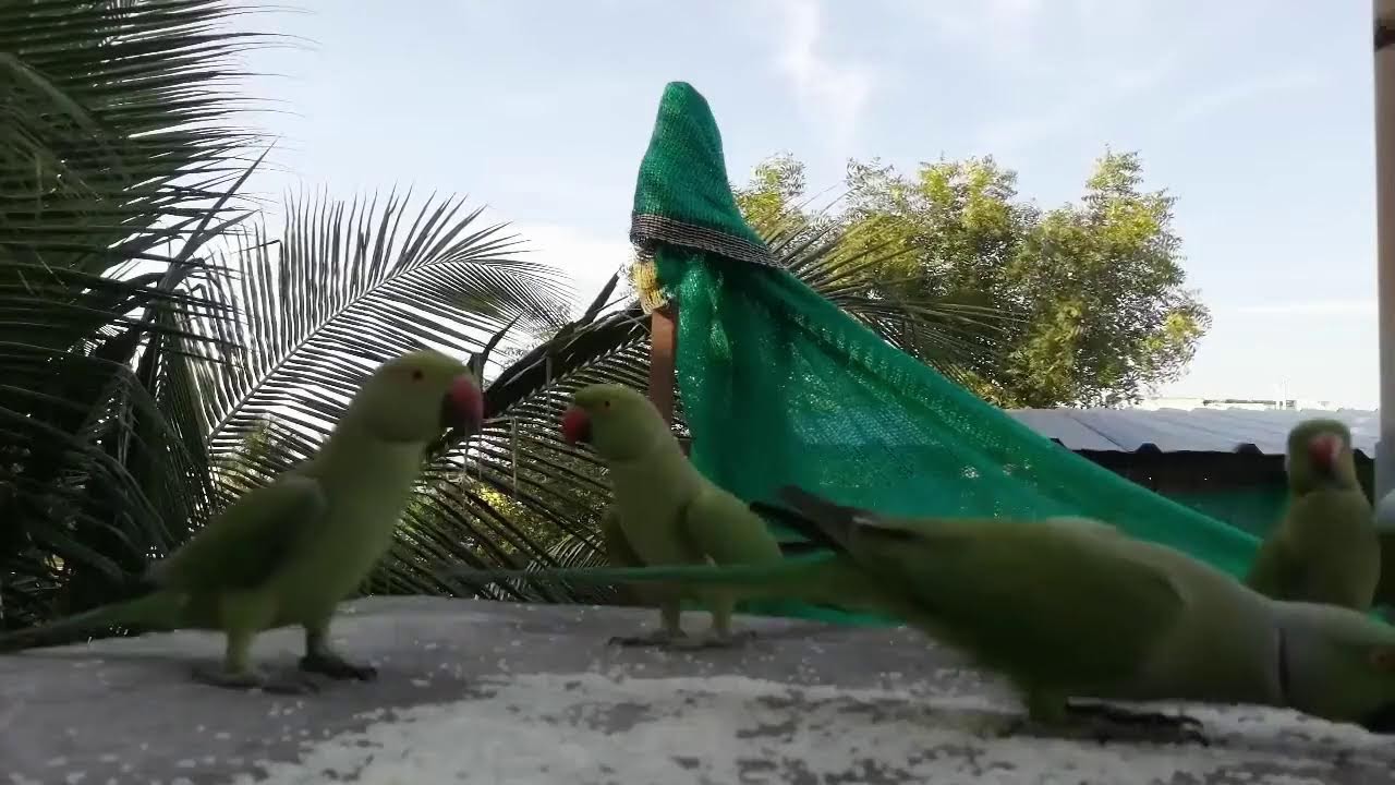 Parrots Feeding  #shorts  #birds #trending #viral #viralshorts #yt #ytshortsindia