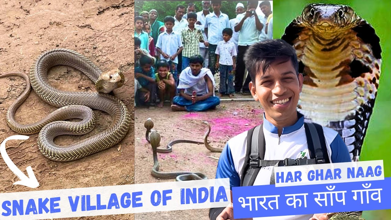 Snake Village Of India | सांप और कोबरा से खेलते हैं बच्चे | Shetphal Village | Shetphal | MH EP10