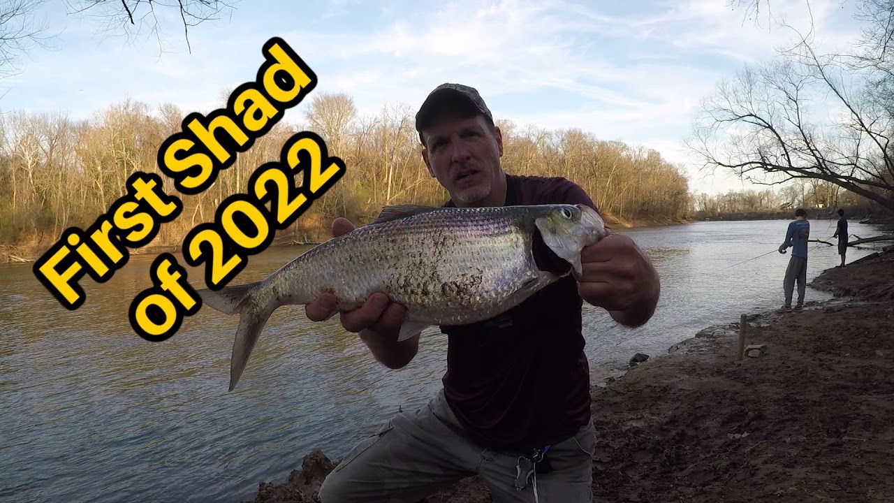 1st Shad of 2022 !  Shad Fishing the Roanoke River