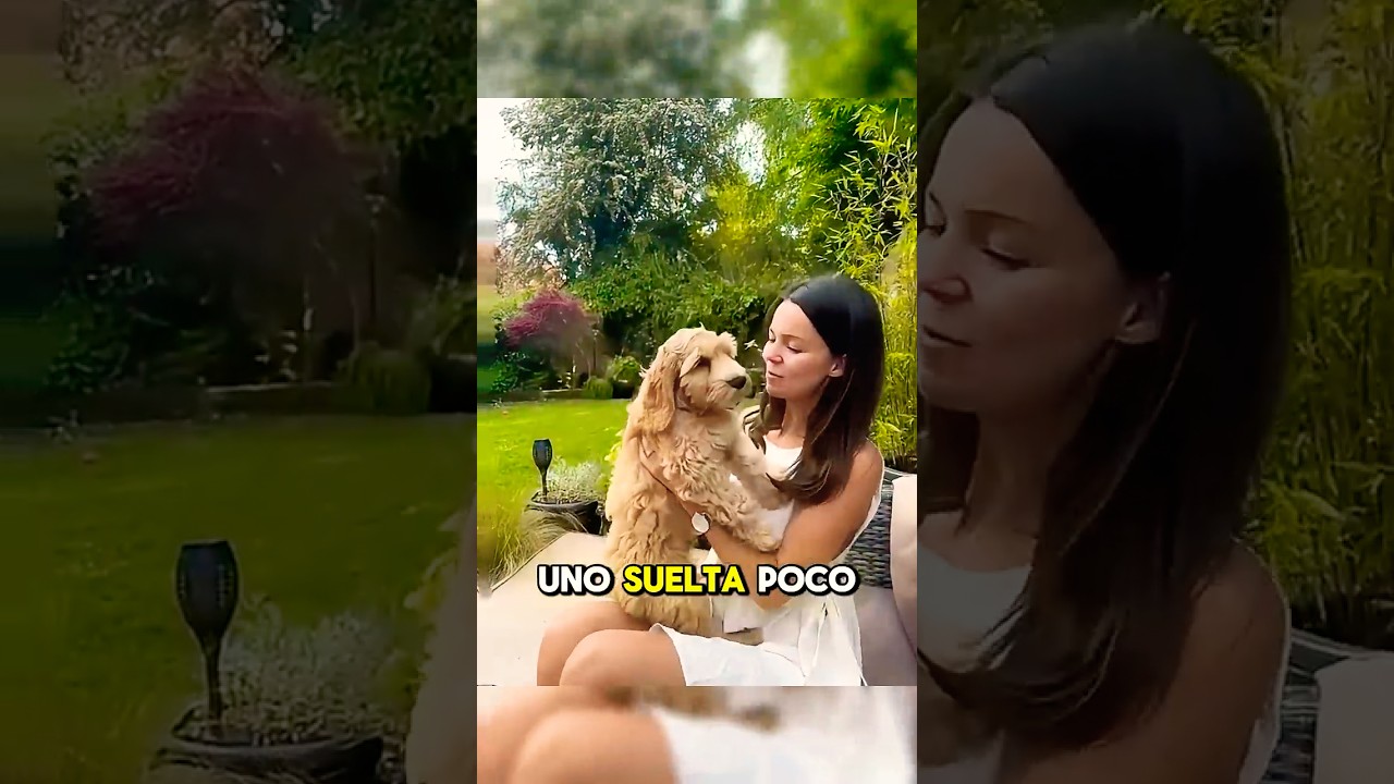 Cockapoo ¡El perro más tierno y activo! 😍🐶