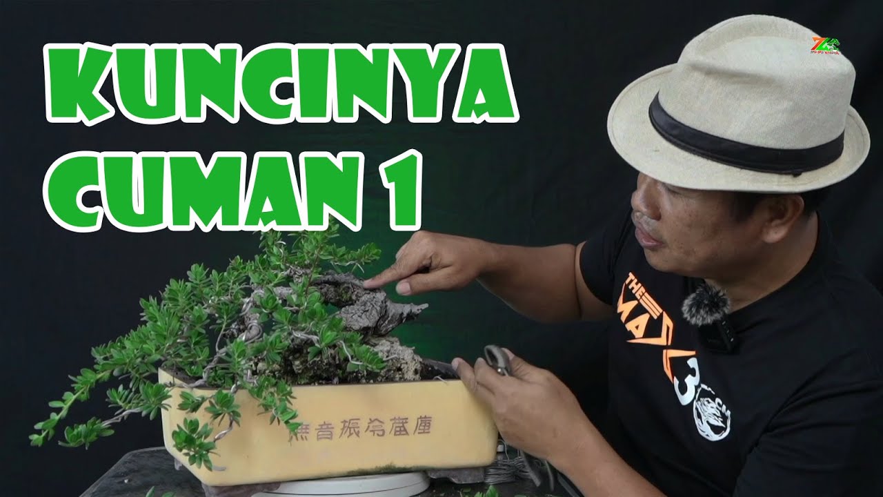 RAHASIA MERAWAT SANTIGI