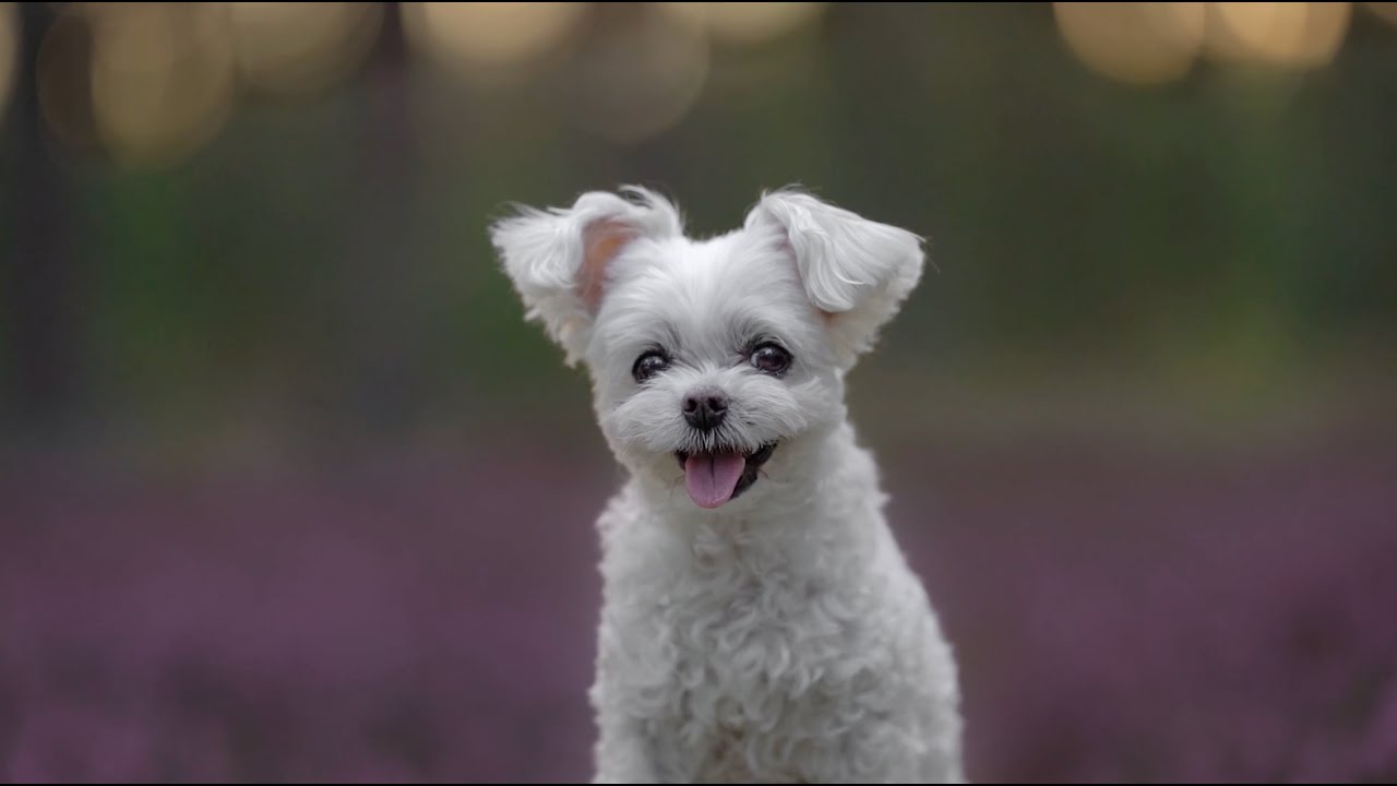 Maltańczyk Tosia sztuczki 15 lat - Amazing dog tricks by maltase Tosia 15 years old