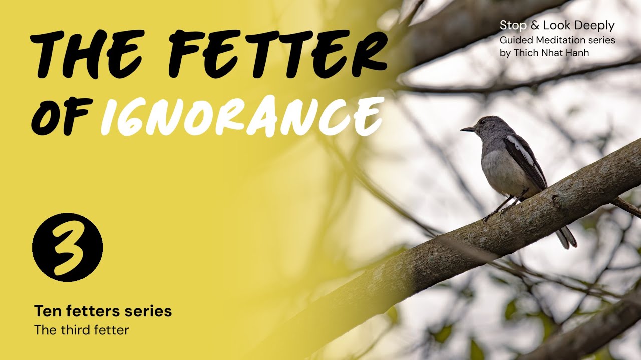 [Stop & Look Deeply] The Third Fetter of Ignorance (The 10 Fetters series) #thichnhathanh