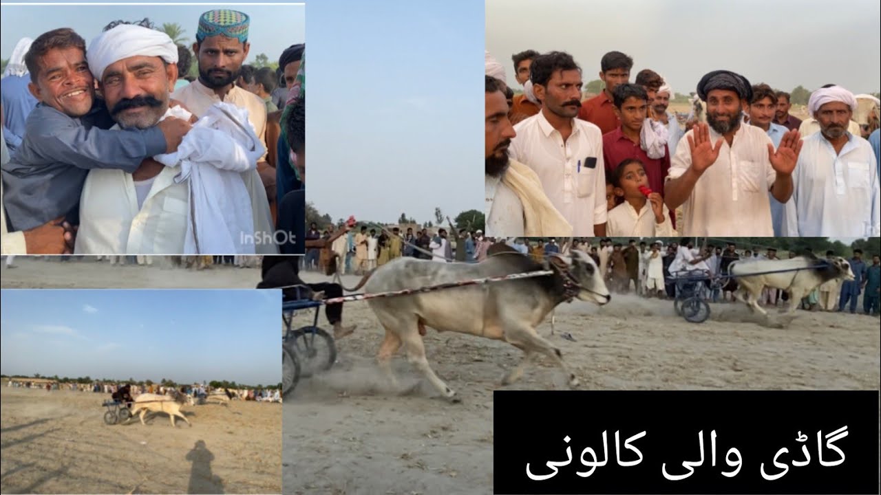 New bull ease/25/September/ 2025گاڈی والی کالونی ضلع کوٹ ادو میلہ مالک حنیف گاڈی