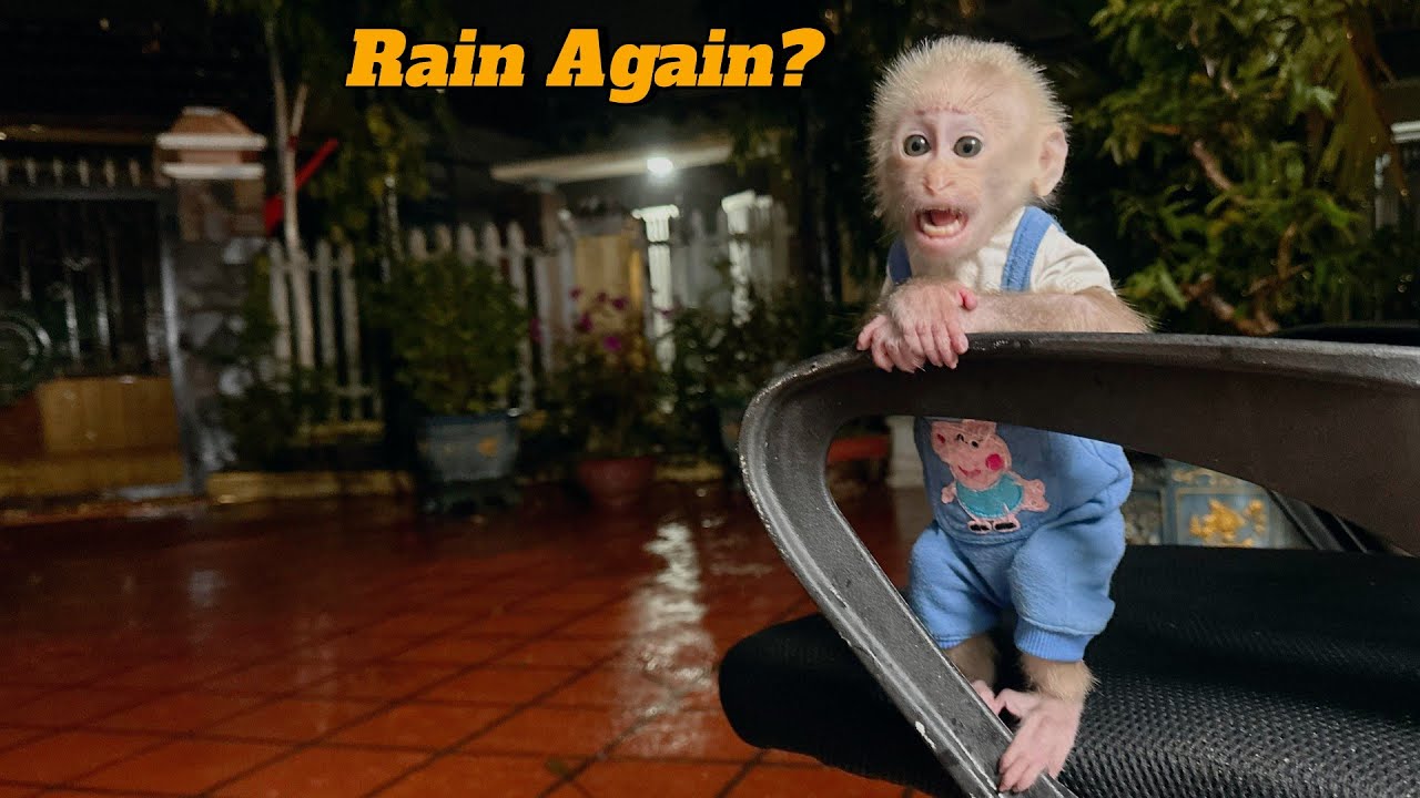 So Scared! Baby Monkey Lulu Fears the Flood Will Return!
