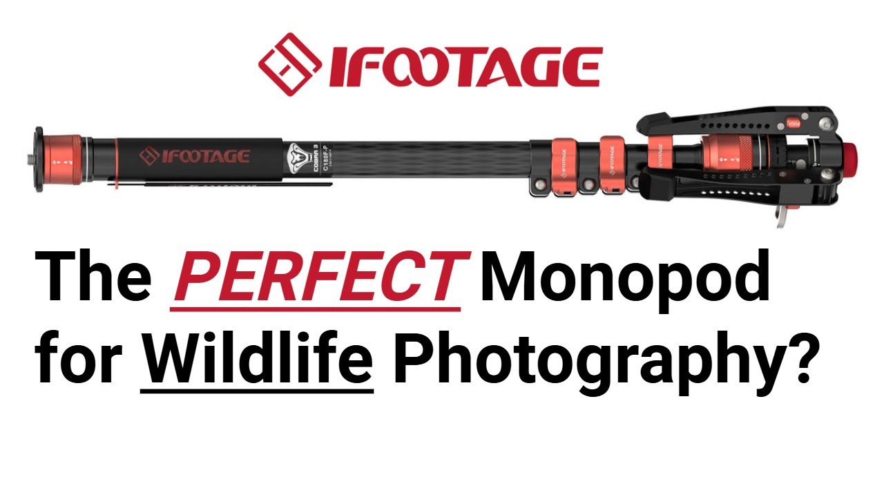 Ifootage Cobra 3 Monopod Review - PERFECT For Wildlife Photography?