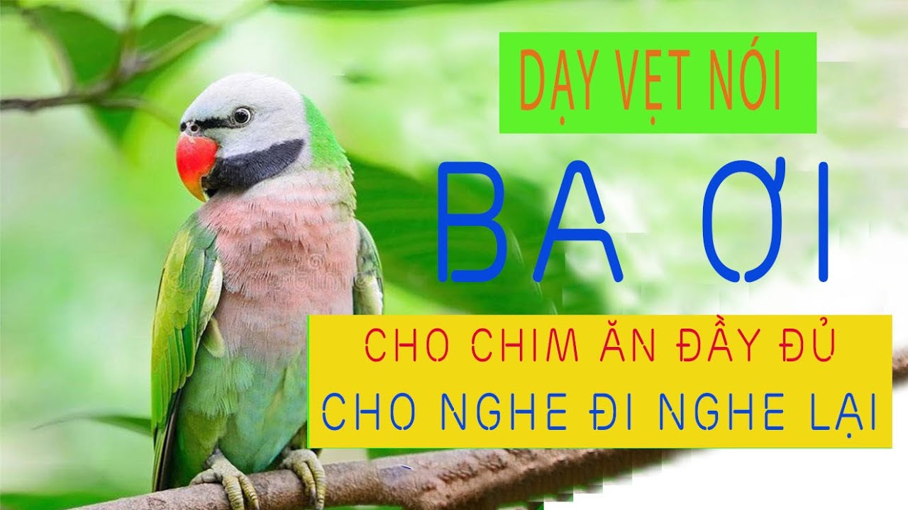 003. Dạy vẹt nói BA ƠI (giọng nữ, miền Bắc) | Giọng người thật - Nghe hiệu quả