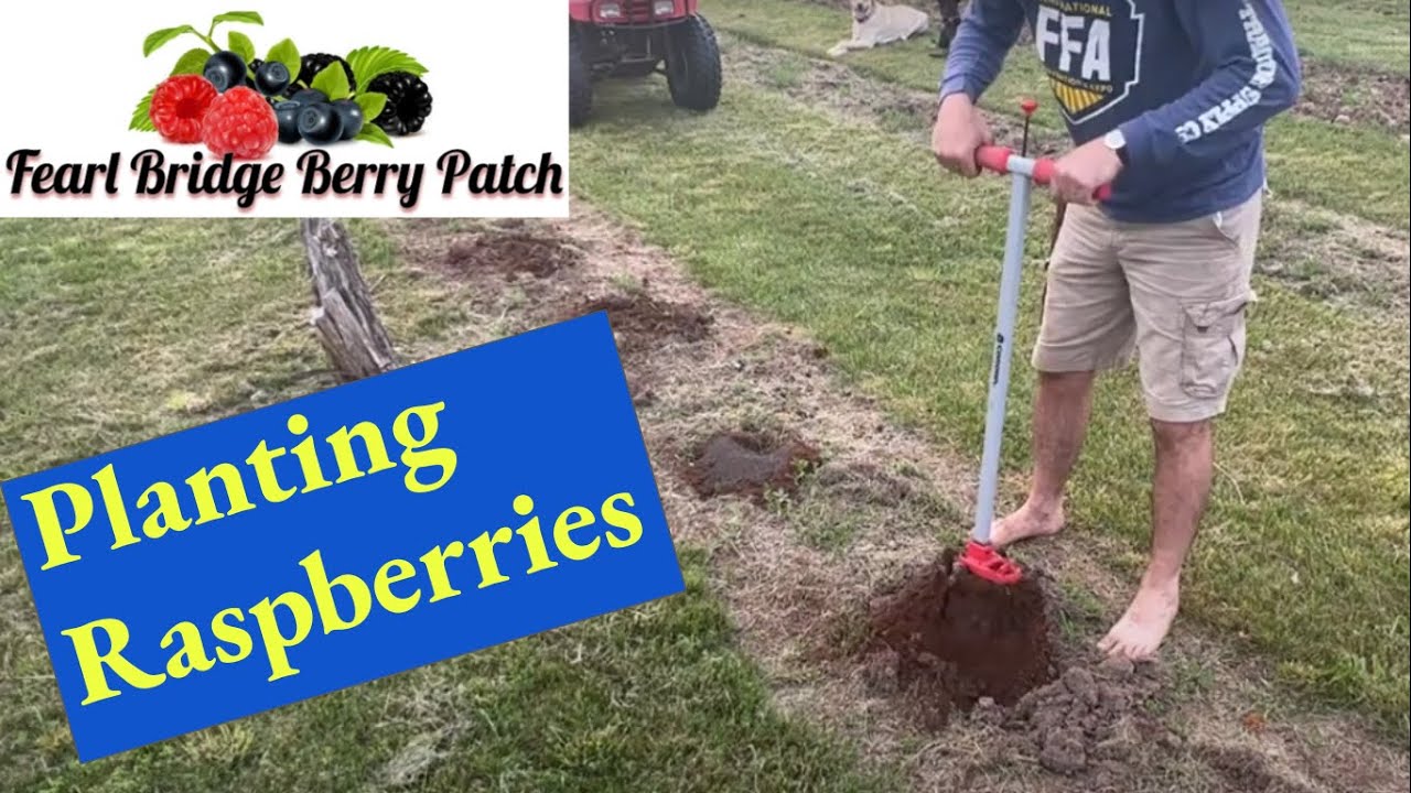 Joan J Raspberries,🌿📦Unboxing and Planting Root Stock