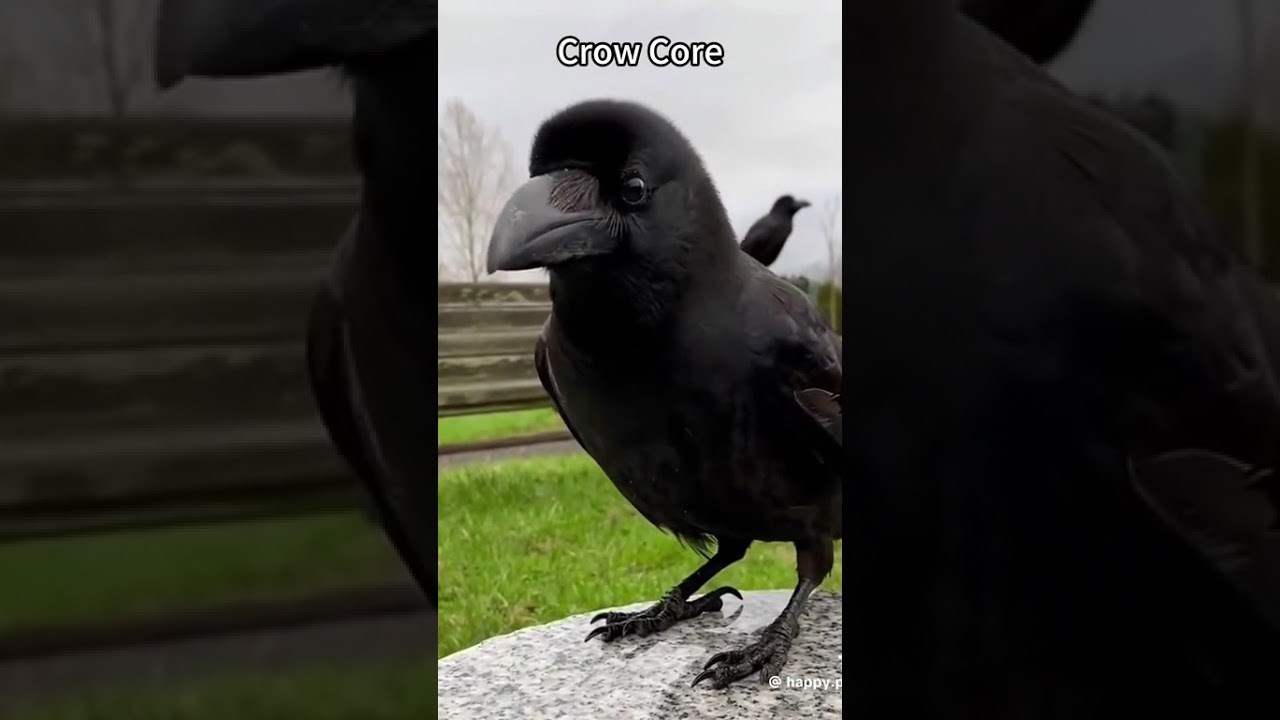 crow core