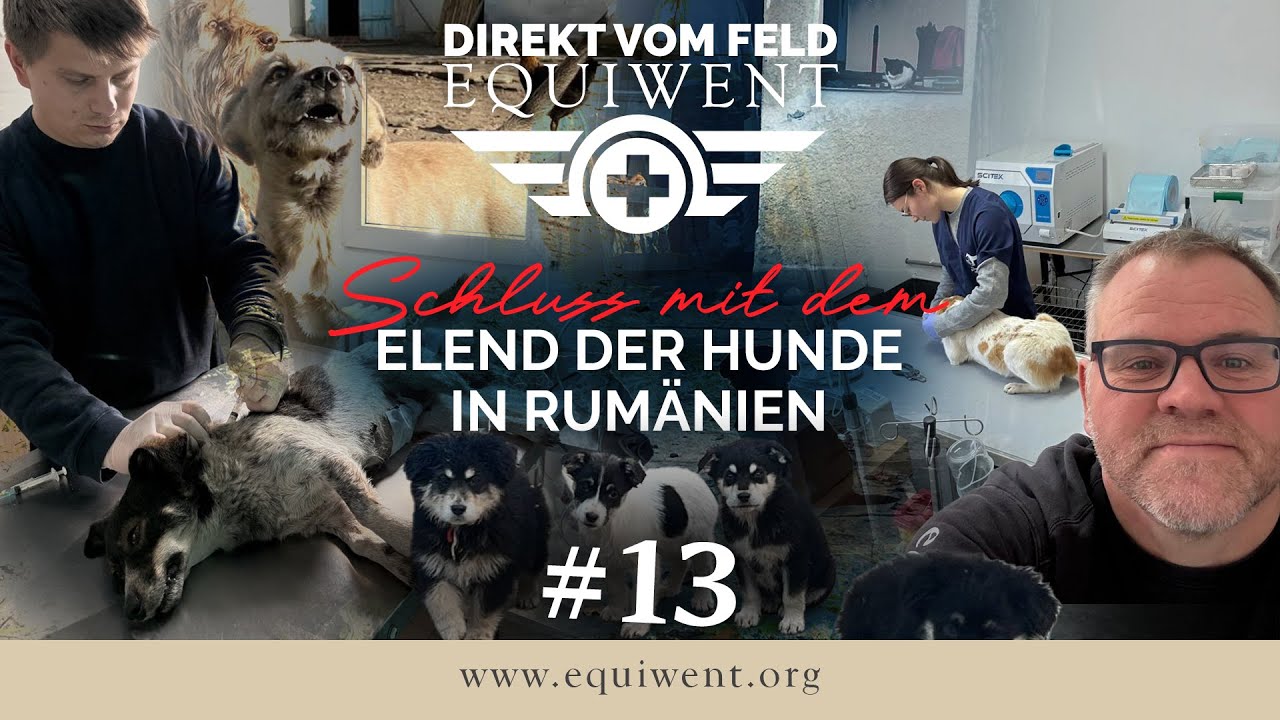 Equiwent - Direkt vom Feld #13 - Unsere nächsten Schritte gegen das Hundeelend
