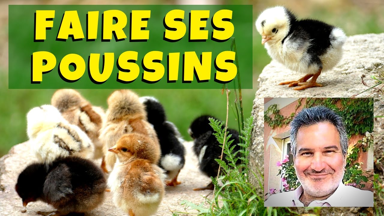 Faire naître des poussins