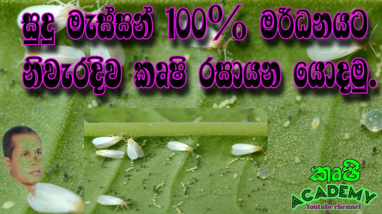 සුදු මැස්සන් 100% ක් මර්ධනය කිරීම  100%  control of whiteflies in polythene houses