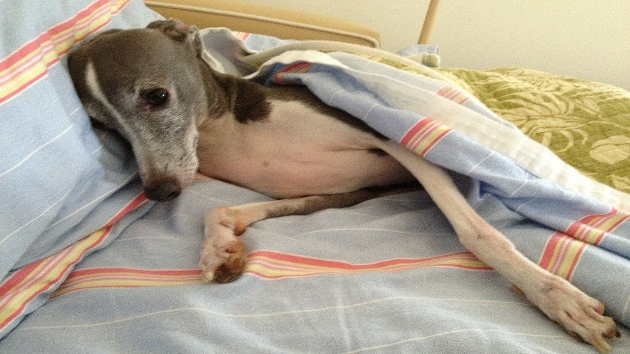 This Rescue Dog Was Ready To Give Up On Life  But Then His New Family Figured Out A Solution