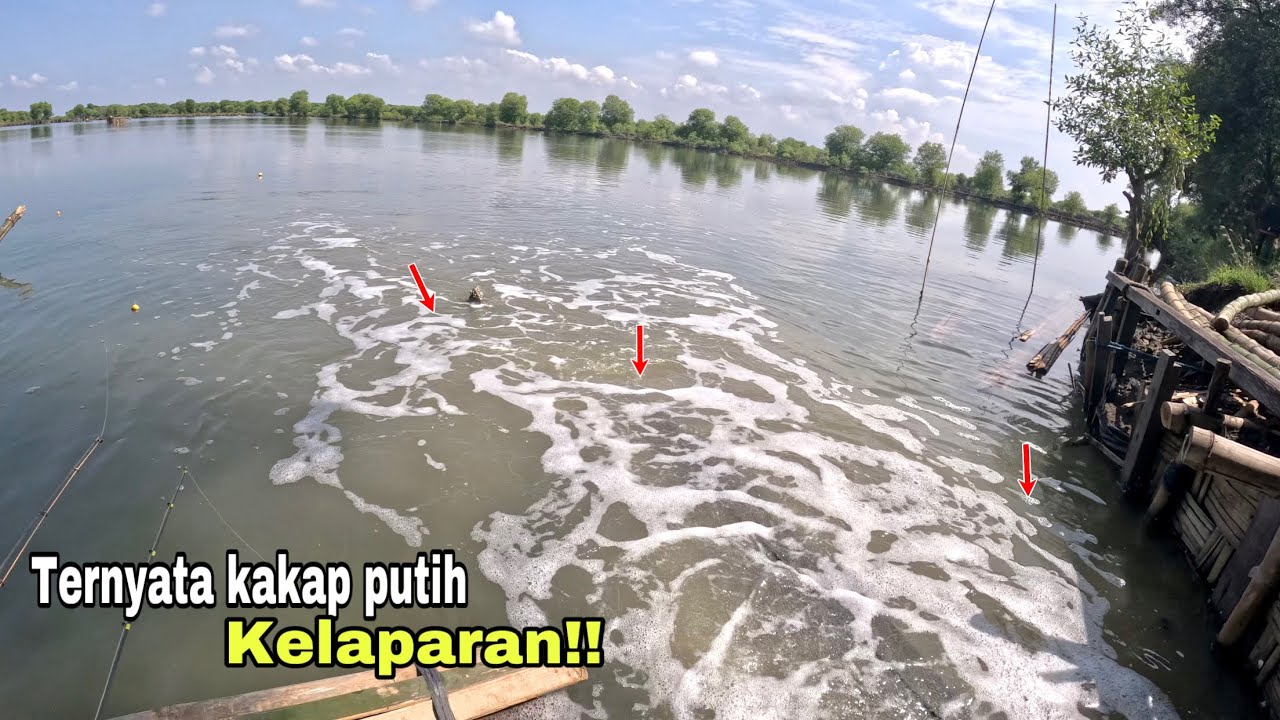 TERNYATA KAKAP PUTIH KELAPARAN!! Mancing kakap putih