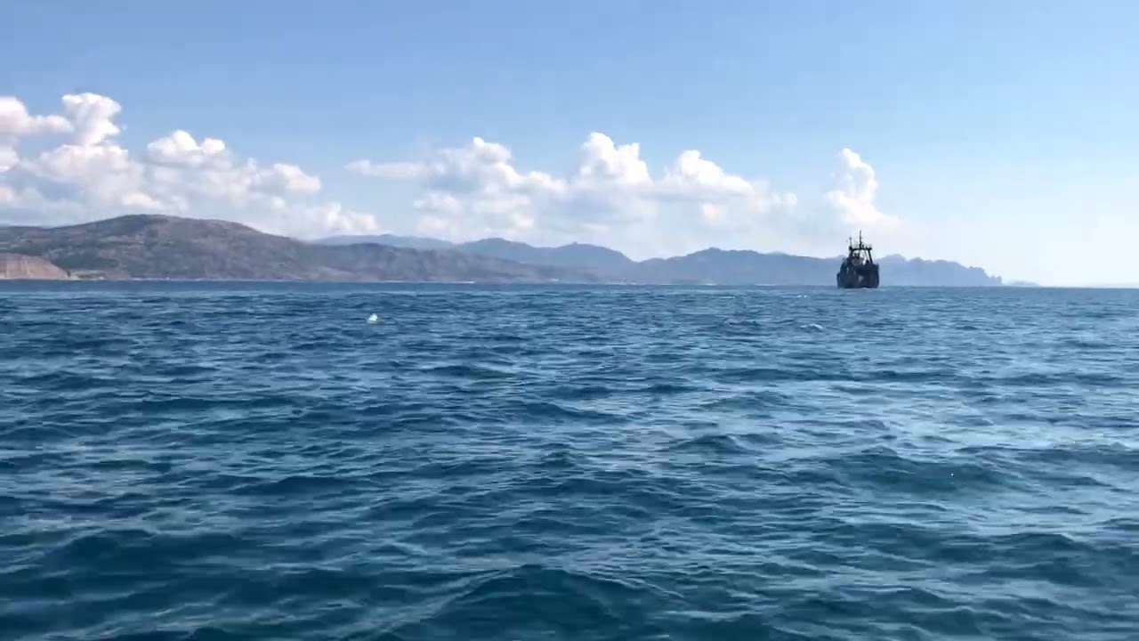 Дельфины. Крым, с. Приветное 20.08.2022