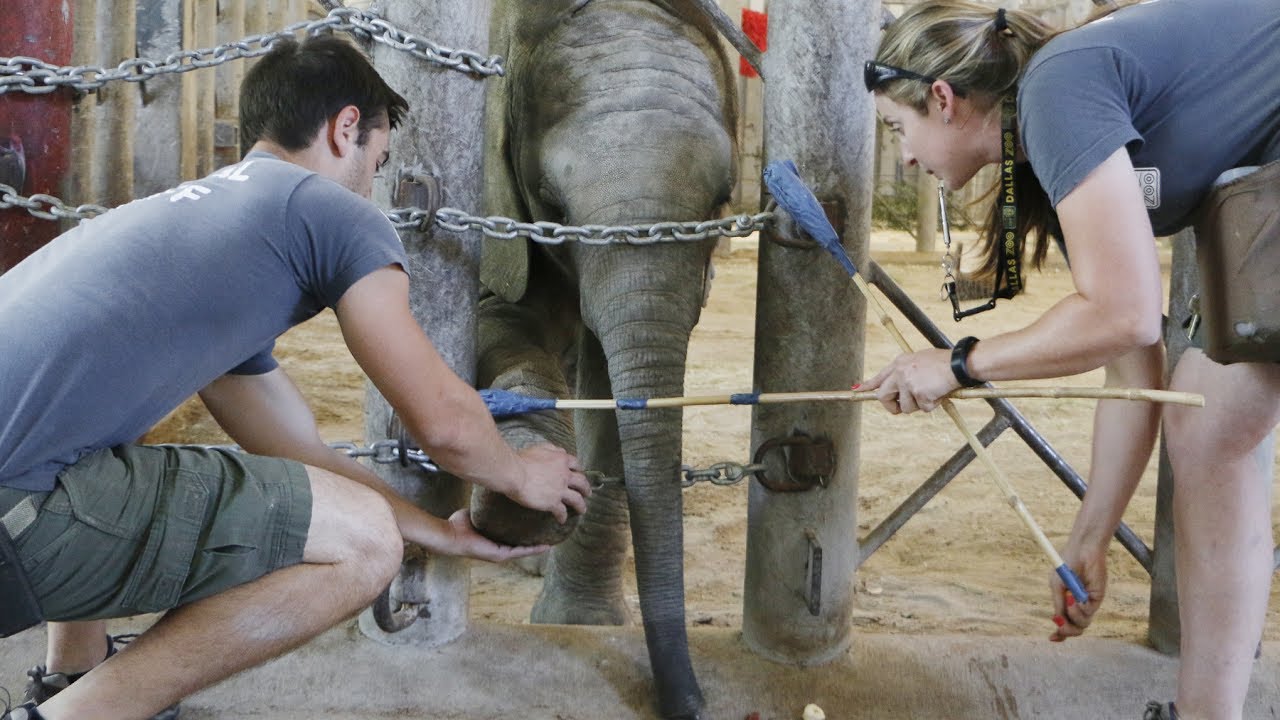 Baby Elephant Training in Barn