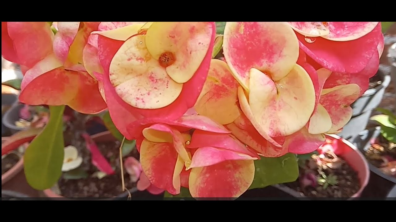 Cómo lograr coronas de Cristo con flor Gigante