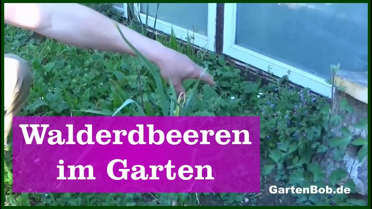 Walderdbeeren im Garten